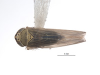 Macrosteles hastatus image