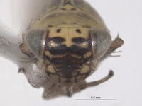 Macrosteles hastatus image