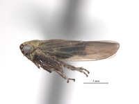 Macrosteles hastatus image