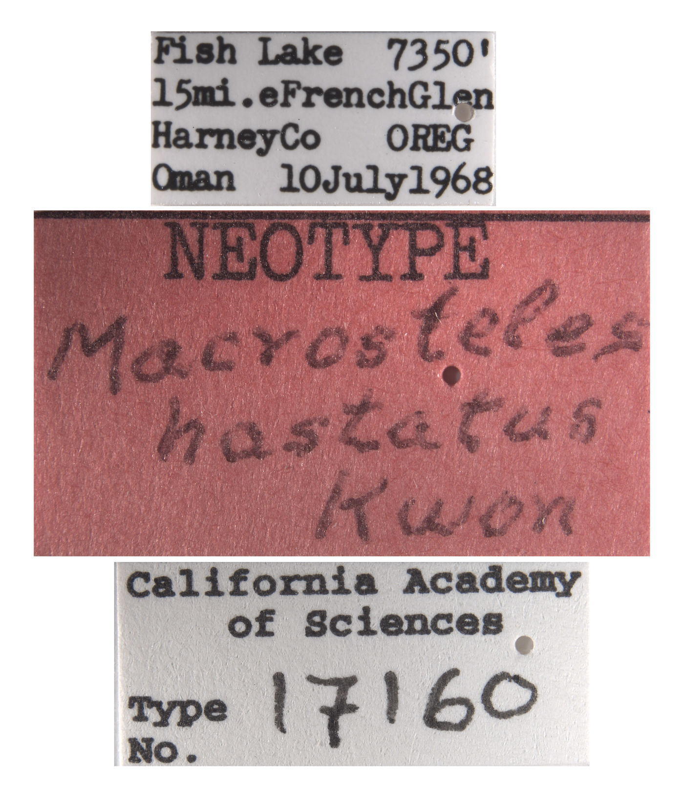 Macrosteles hastatus image