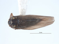 Macrosteles nielsoni image