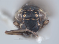 Macrosteles nielsoni image