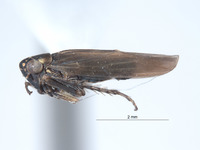 Macrosteles nielsoni image
