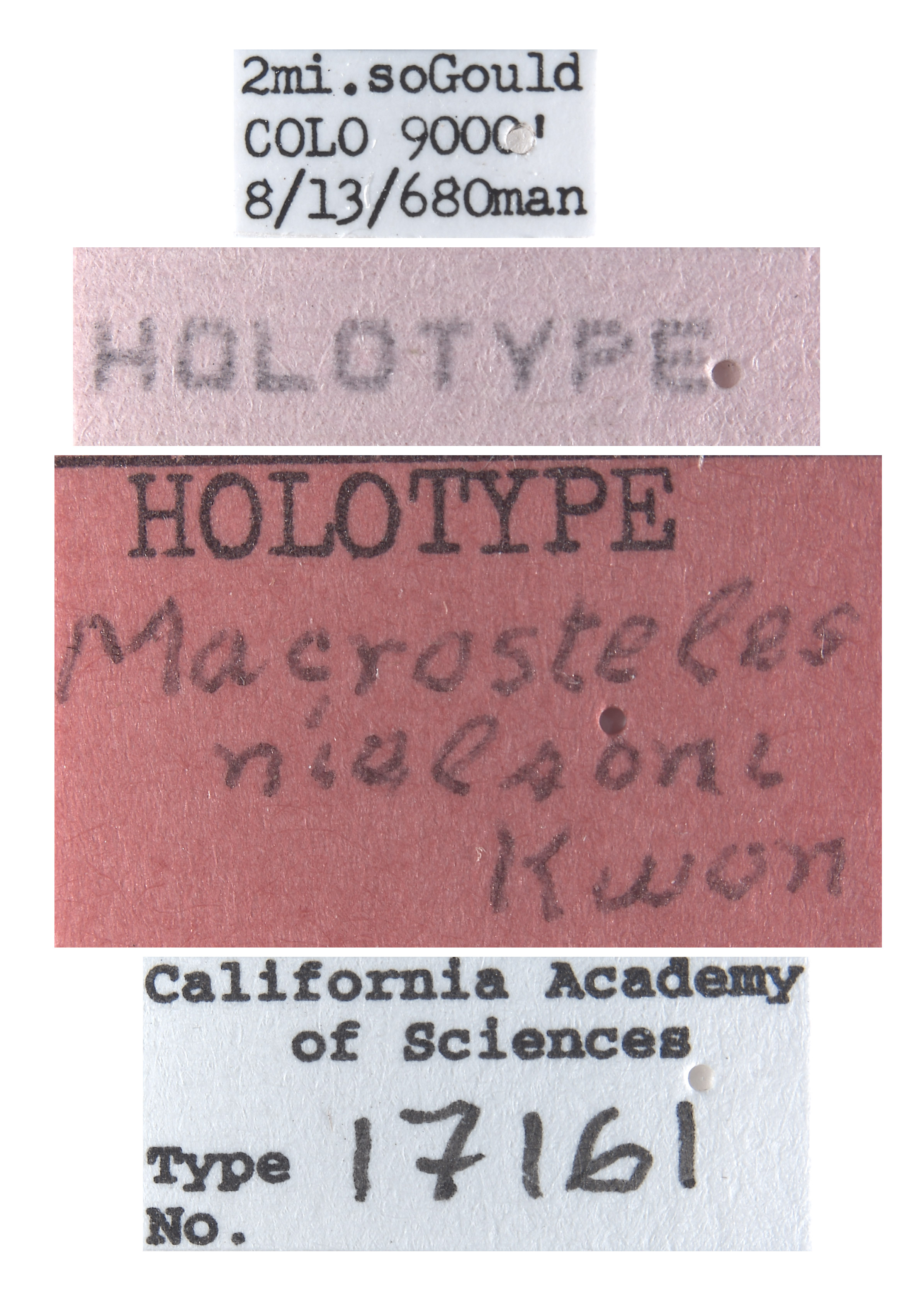 Macrosteles nielsoni image