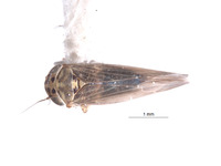 Macrosteles omani image