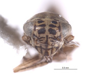 Macrosteles omani image