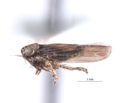 Macrosteles omani image