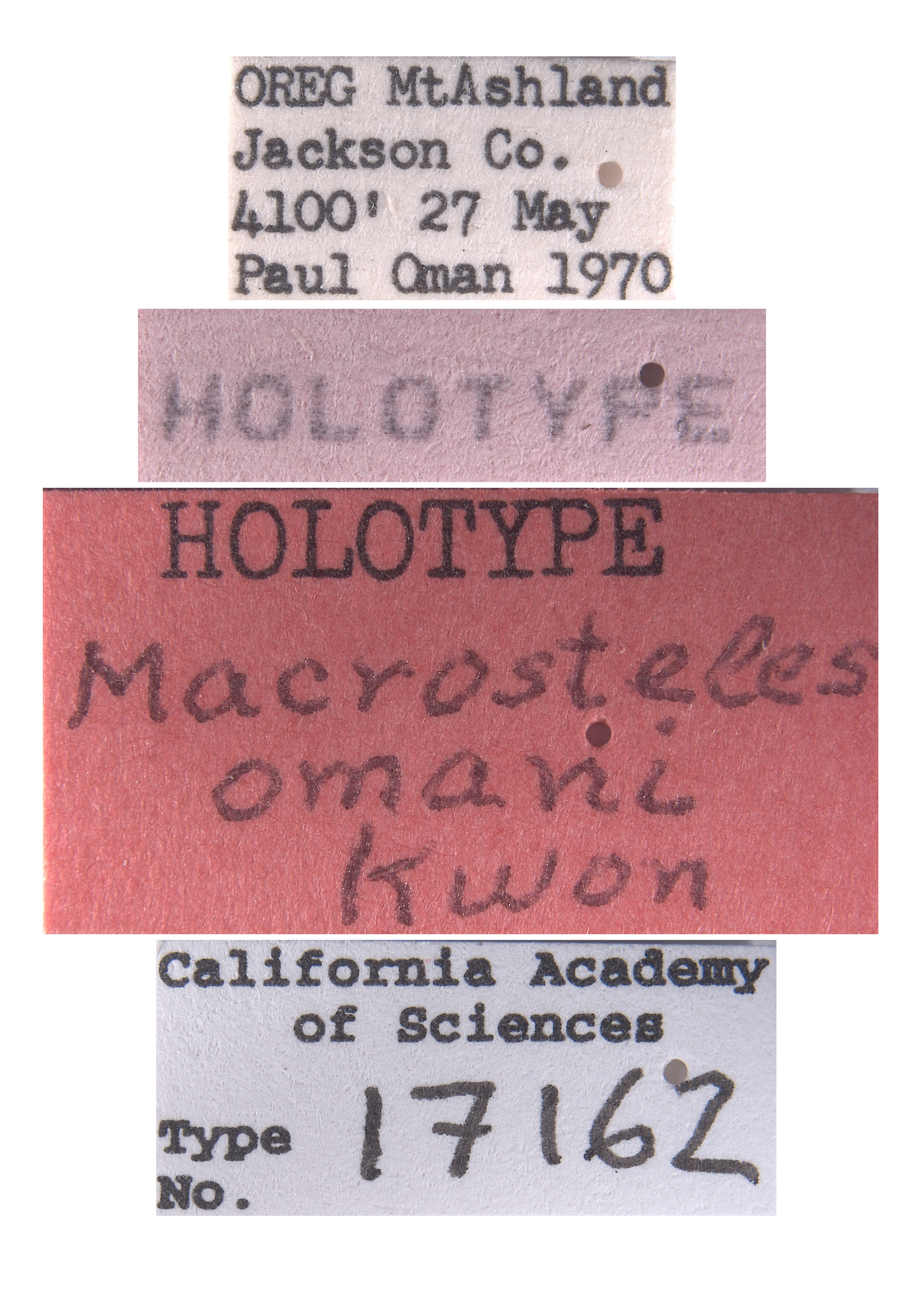 Macrosteles omani image