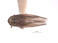 Macrosteles oregonensis image