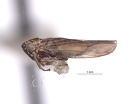 Macrosteles oregonensis image