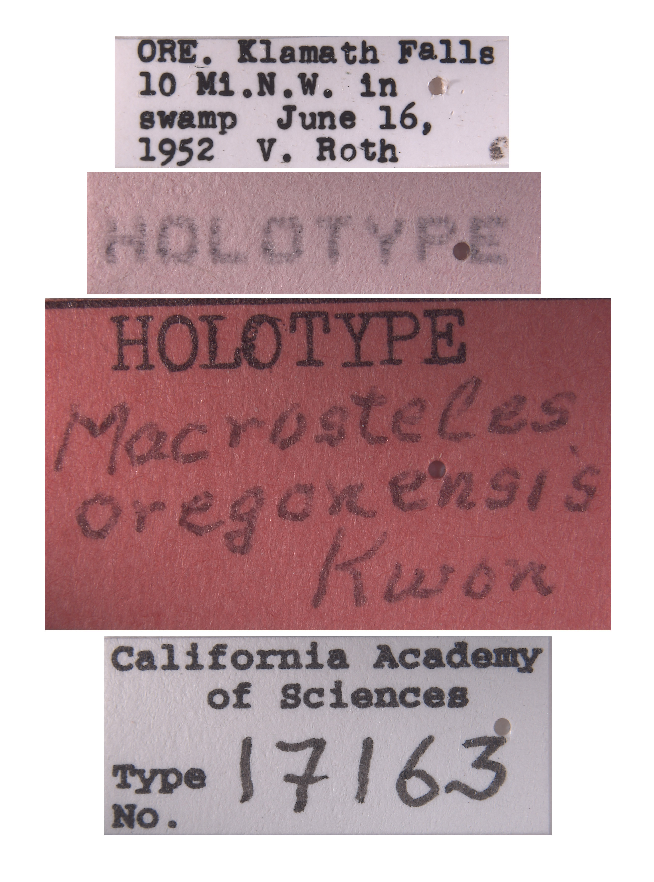 Macrosteles oregonensis image