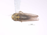 Macrosteles texanus image