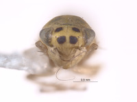 Macrosteles texanus image