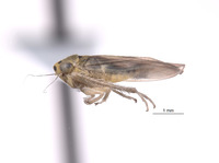 Macrosteles texanus image
