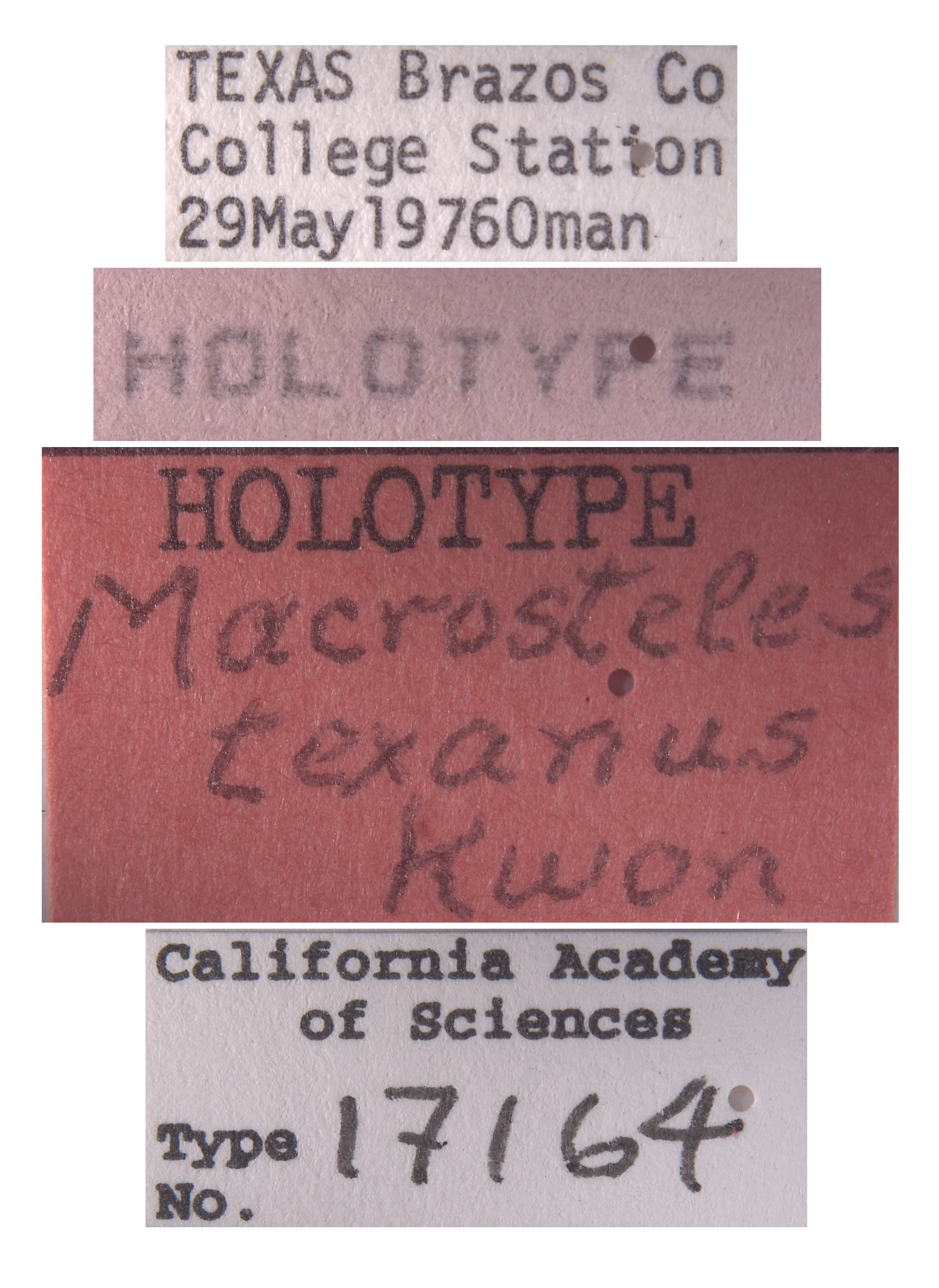 Macrosteles texanus image