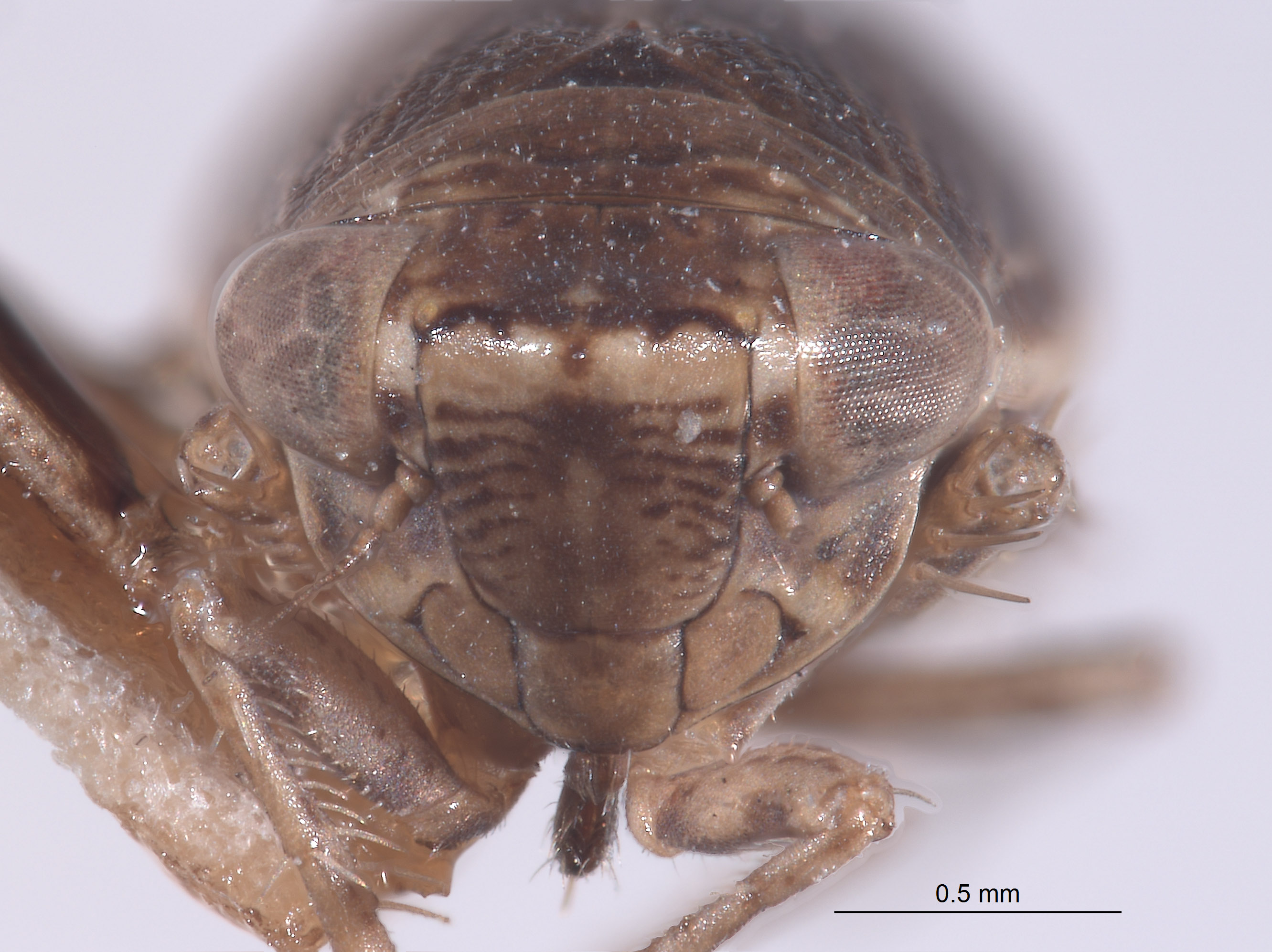 Athysanella expulsa image