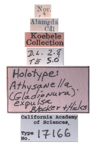 Athysanella expulsa image