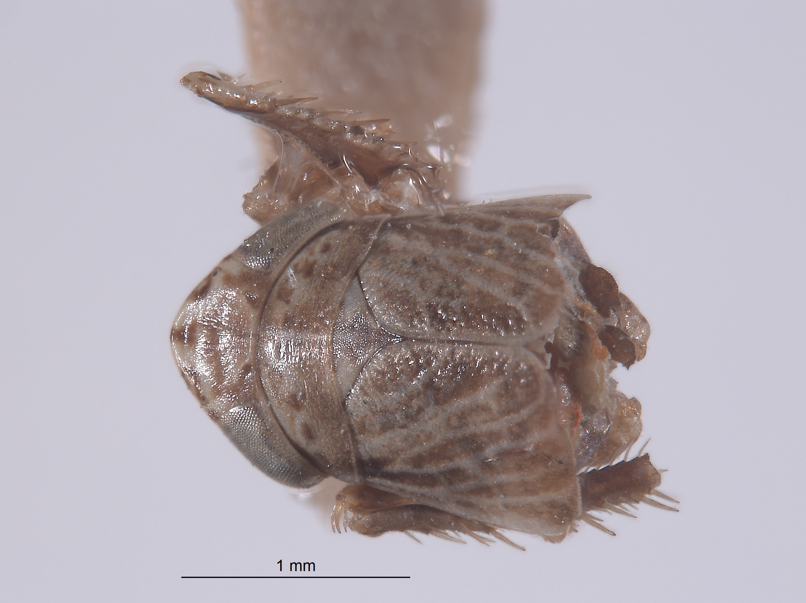 Athysanella image