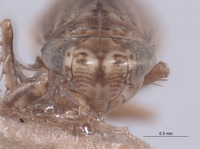 Athysanella vanesca image