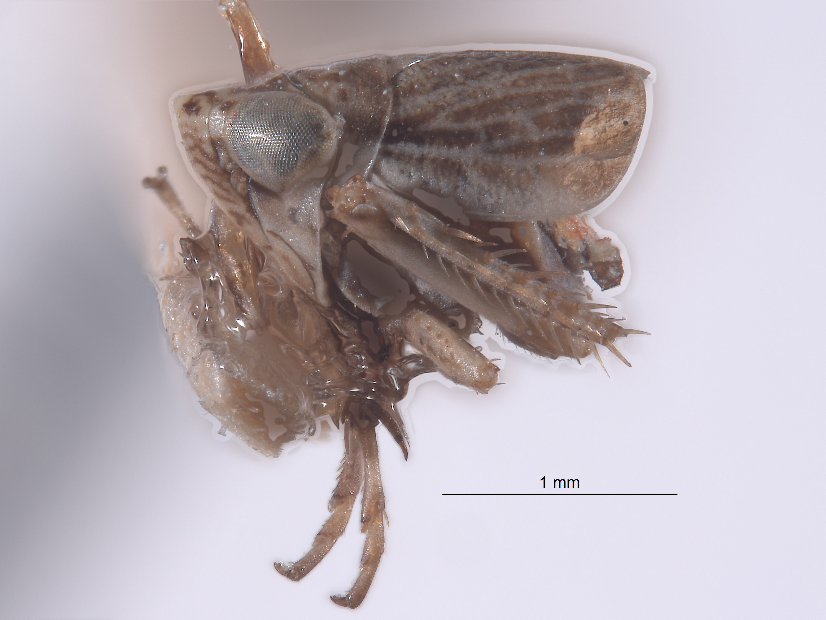 Athysanella vanesca image