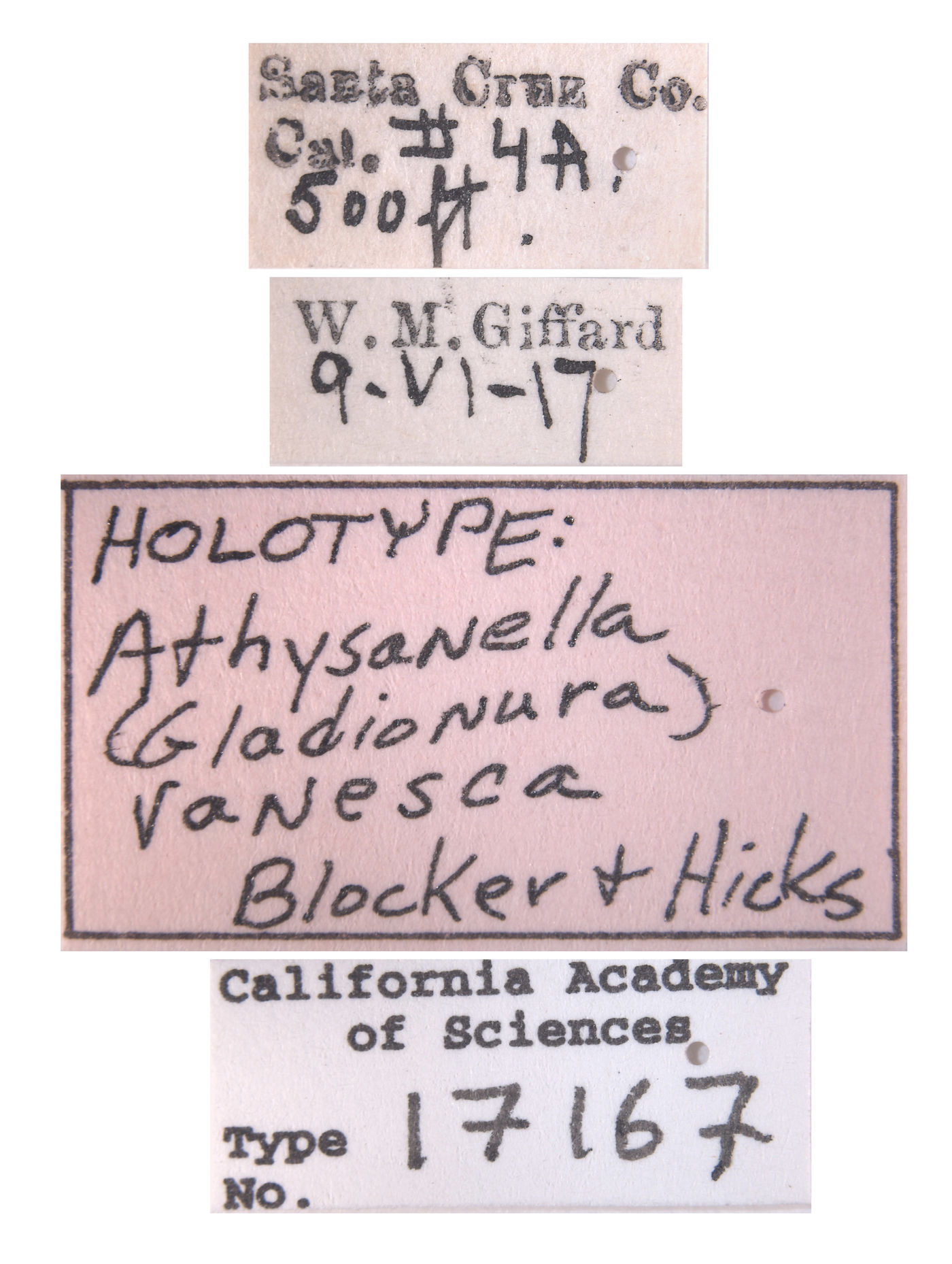 Athysanella vanesca image