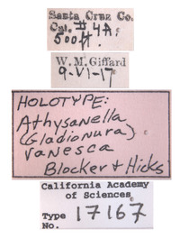 Athysanella vanesca image
