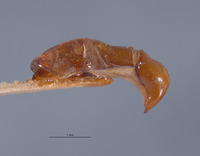 Lachnosterna spaethi image