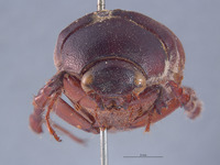 Lachnosterna spaethi image