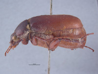 Lachnosterna spaethi image