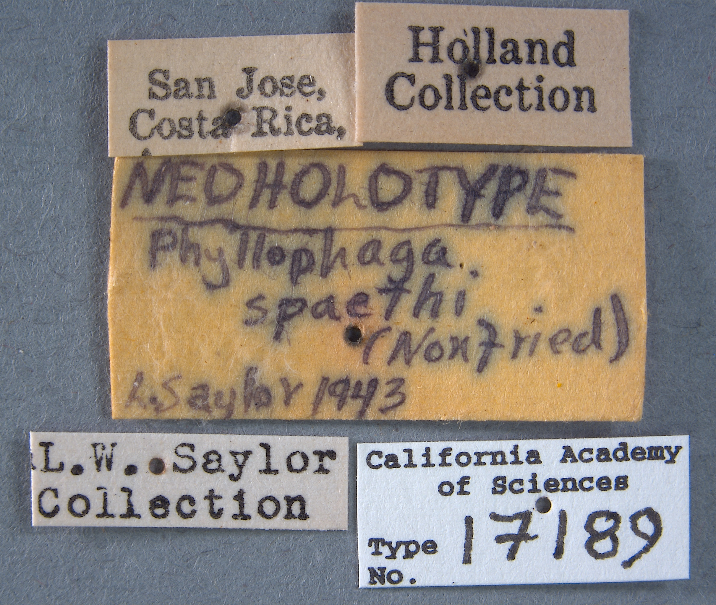 Lachnosterna spaethi image