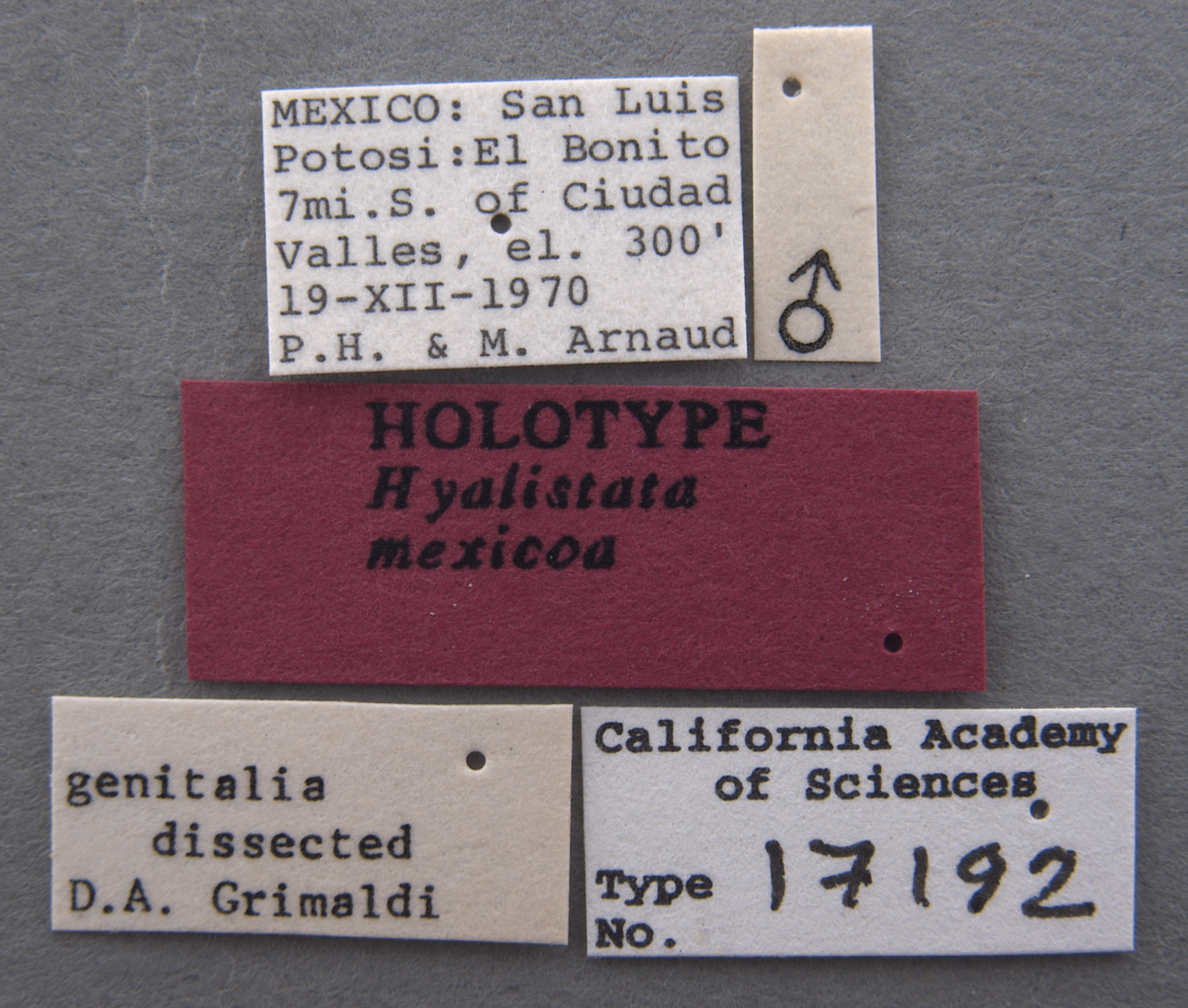 Hyalistata mexicoa image