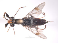 Megadryinus pulawskii image
