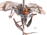 Megadryinus pulawskii image