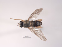 Solva tuberculata image