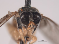 Solva tuberculata image
