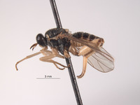 Solva tuberculata image