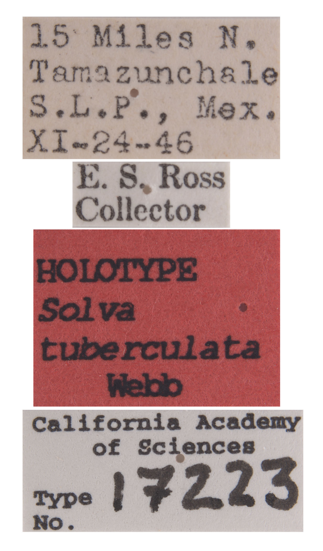 Solva tuberculata image
