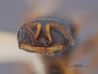 Spilomena schlingeri image