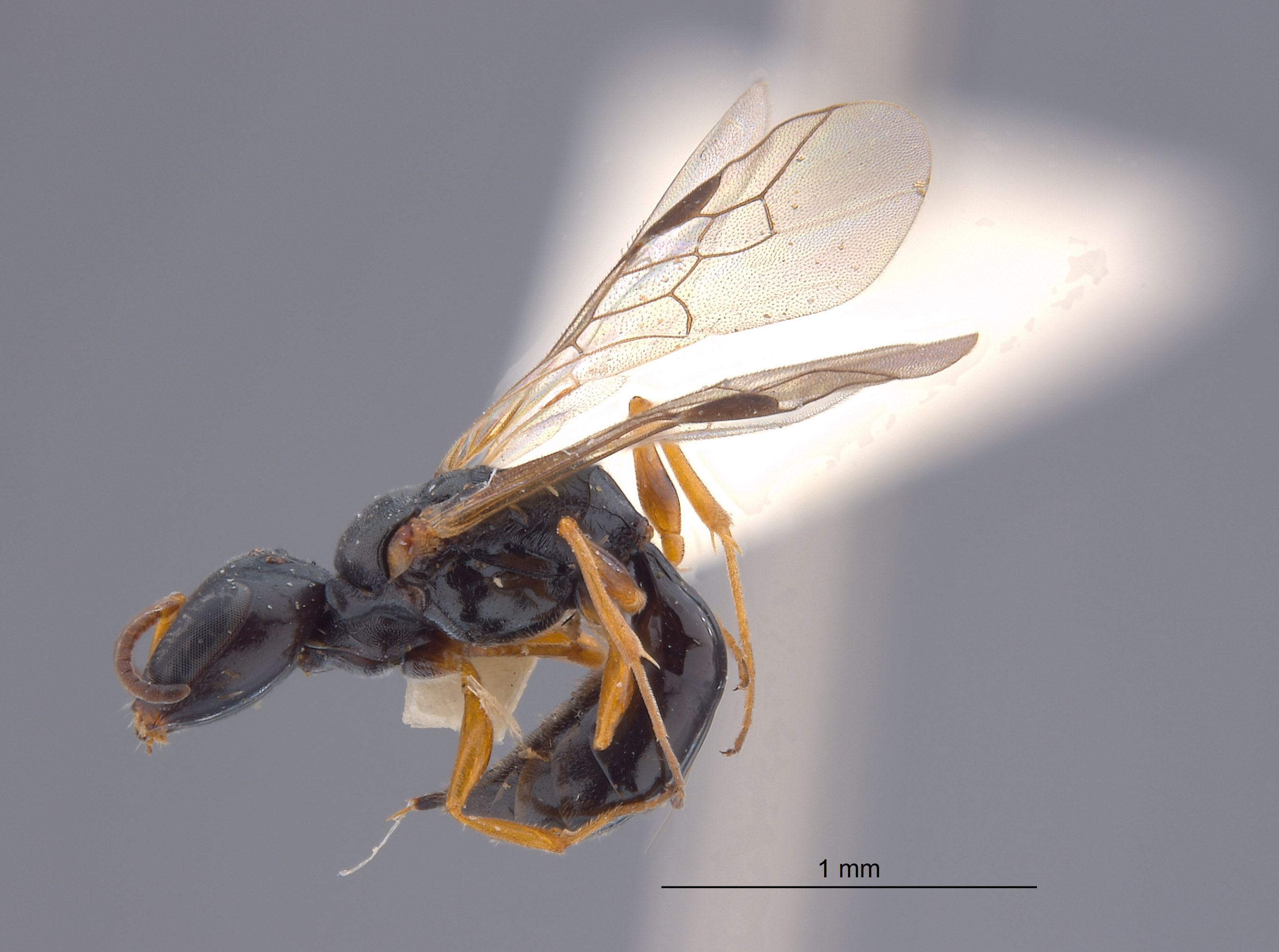 Spilomena schlingeri image