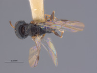 Spilomena spinosa image