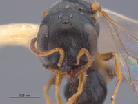 Spilomena spinosa image