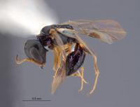 Image of Spilomena spinosa