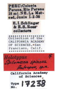 Spilomena spinosa image