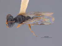 Spilomena tungurachua image