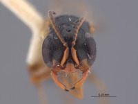 Spilomena tungurachua image