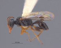 Image of Spilomena tungurachua