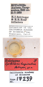 Spilomena tungurachua image