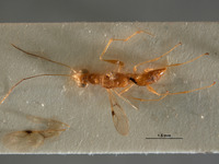 Gonadryinus hansoni image