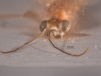 Gonadryinus hansoni image