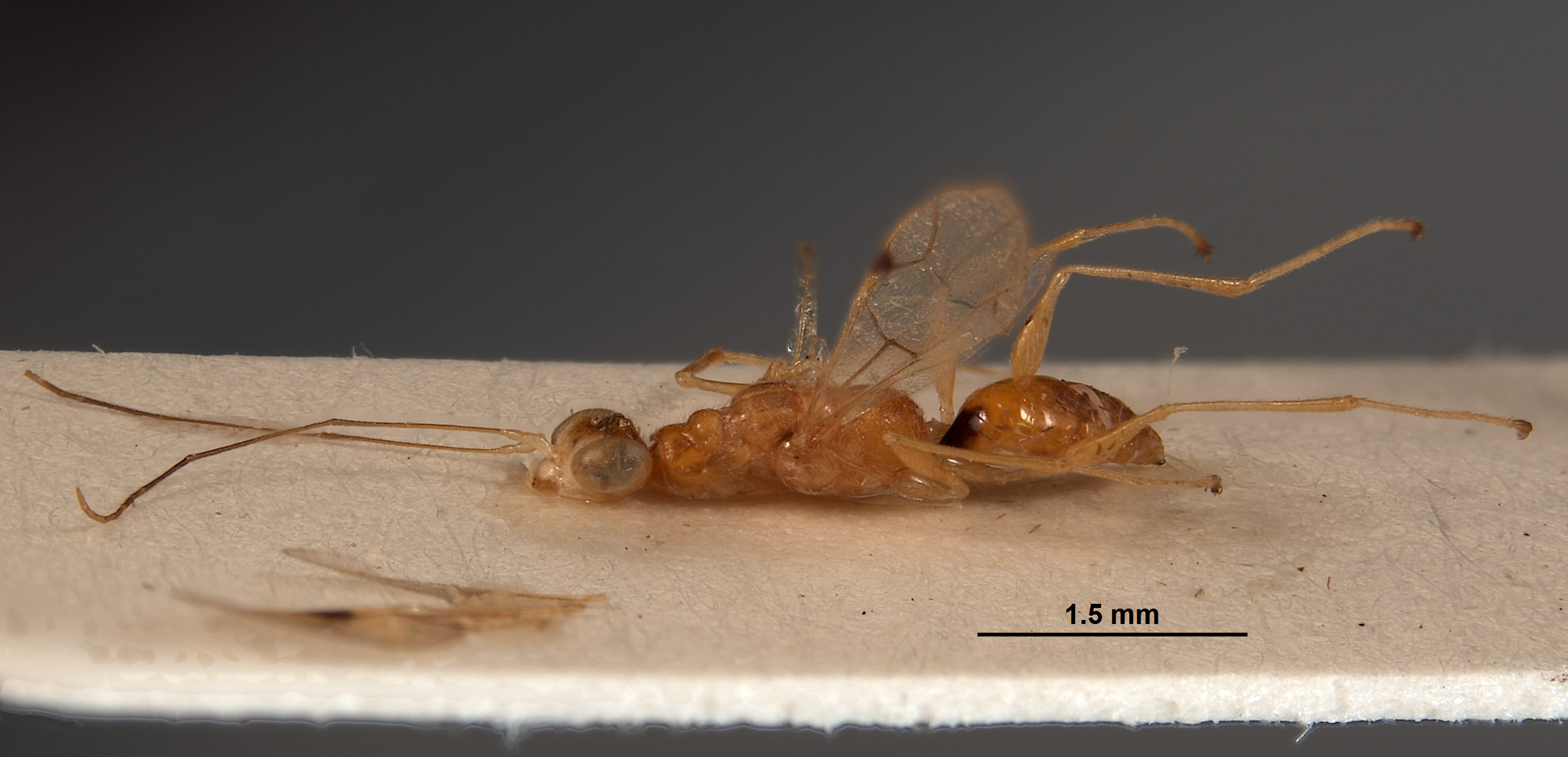 Gonadryinus hansoni image